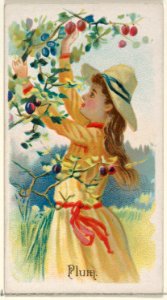 Plum, from the Fruits series (N12) for Allen & Ginter Cigarettes Brands MET DP834642