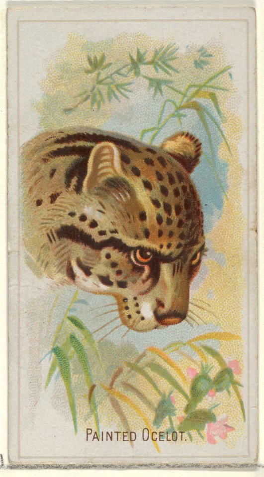 Painted Ocelot, from the Wild Animals of the World series (N25) for Allen & Ginter Cigarettes MET DP836501