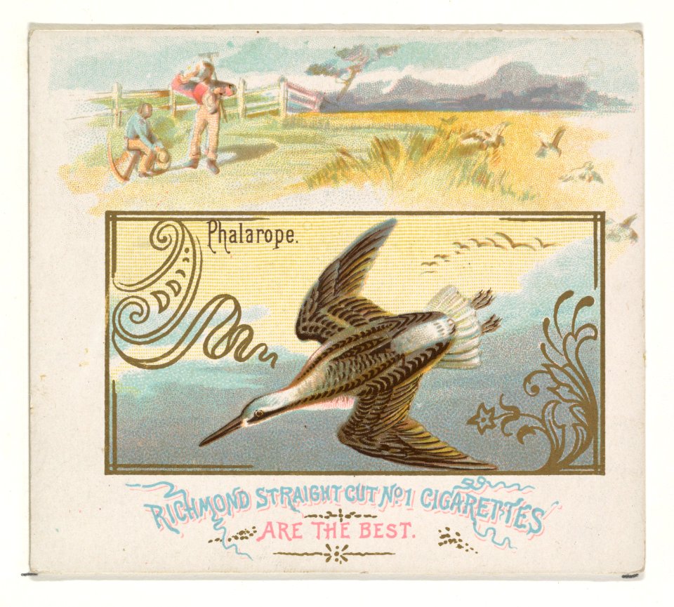 Phalarope, from the Game Birds series (N40) for Allen & Ginter Cigarettes MET DP839171