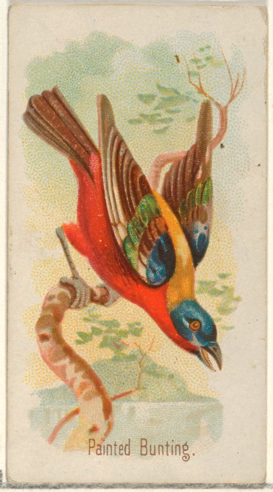 Painted Bunting, from the Song Birds of the World series (N23) for Allen & Ginter Cigarettes MET DP835284