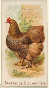 Partridge Cochin Hen, from the Prize and Game Chickens series (N20) for Allen & Ginter Cigarettes MET DP835078