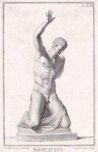 Plate LXXI (71)- Narcissus Met DP887778
