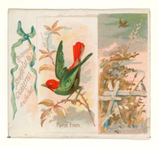Parrot Finch, from the Song Birds of the World series (N42) for Allen & Ginter Cigarettes MET DP839270
