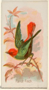 Parrot Finch, from the Song Birds of the World series (N23) for Allen & Ginter Cigarettes MET DP835285