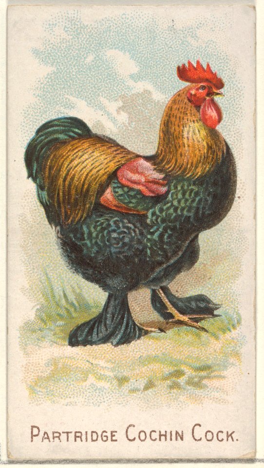 Partridge Cochin Cock, from the Prize and Game Chickens series (N20) for Allen & Ginter Cigarettes MET DP835077