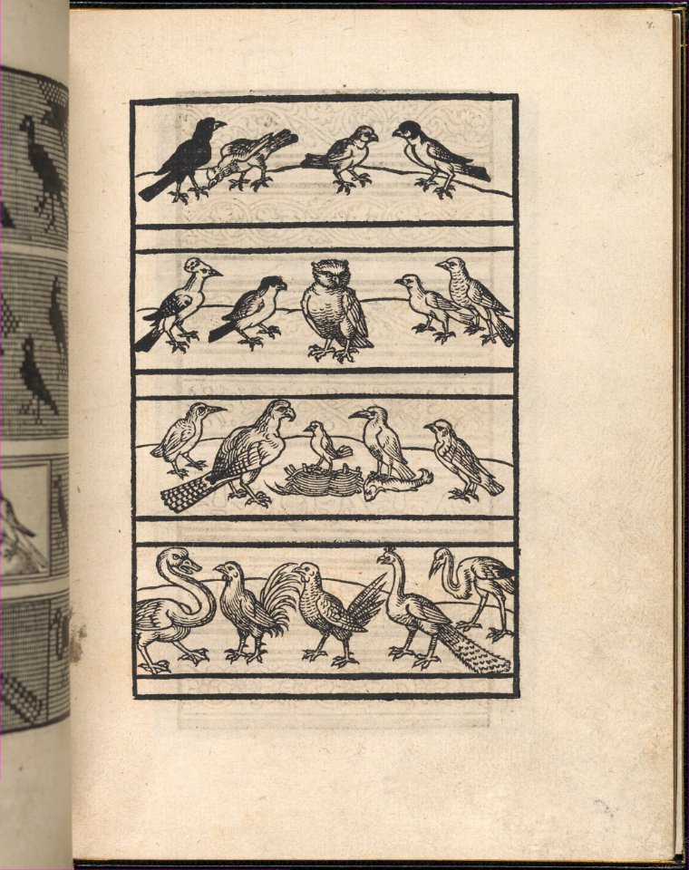 Page from Ein new kunstlich Modelbuch...(Page 8r) MET DP357032