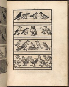 Page from Ein new kunstlich Modelbuch...(Page 8r) MET DP357032