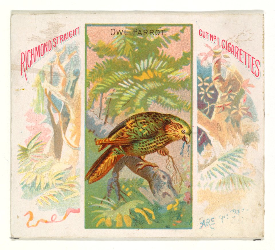 Owl Parrot, from Birds of the Tropics series (N38) for Allen & Ginter Cigarettes MET DP839034