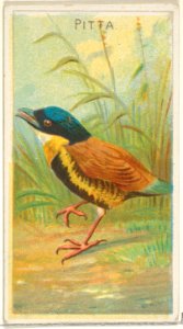 Pitta, from the Birds of the Tropics series (N5) for Allen & Ginter Cigarettes Brands MET DP829153