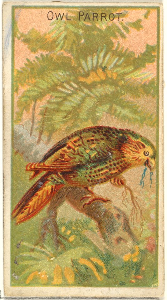 Owl Parrot, from the Birds of the Tropics series (N5) for Allen & Ginter Cigarettes Brands MET DP829150