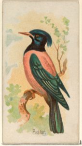 Pastor, from the Song Birds of the World series (N23) for Allen & Ginter Cigarettes MET DP835286