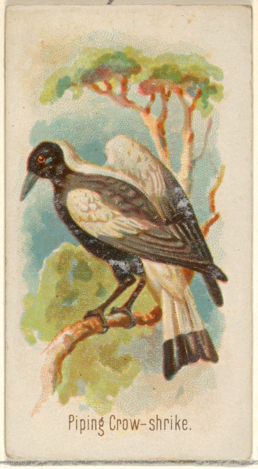 Piping Crow-shrike, from the Song Birds of the World series (N23) for Allen & Ginter Cigarettes MET DP835289