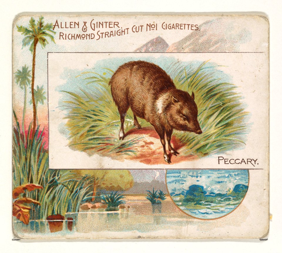 Peccary, from Quadrupeds series (N41) for Allen & Ginter Cigarettes MET DP839227
