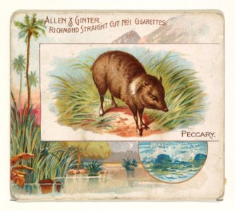 Peccary, from Quadrupeds series (N41) for Allen & Ginter Cigarettes MET DP839227