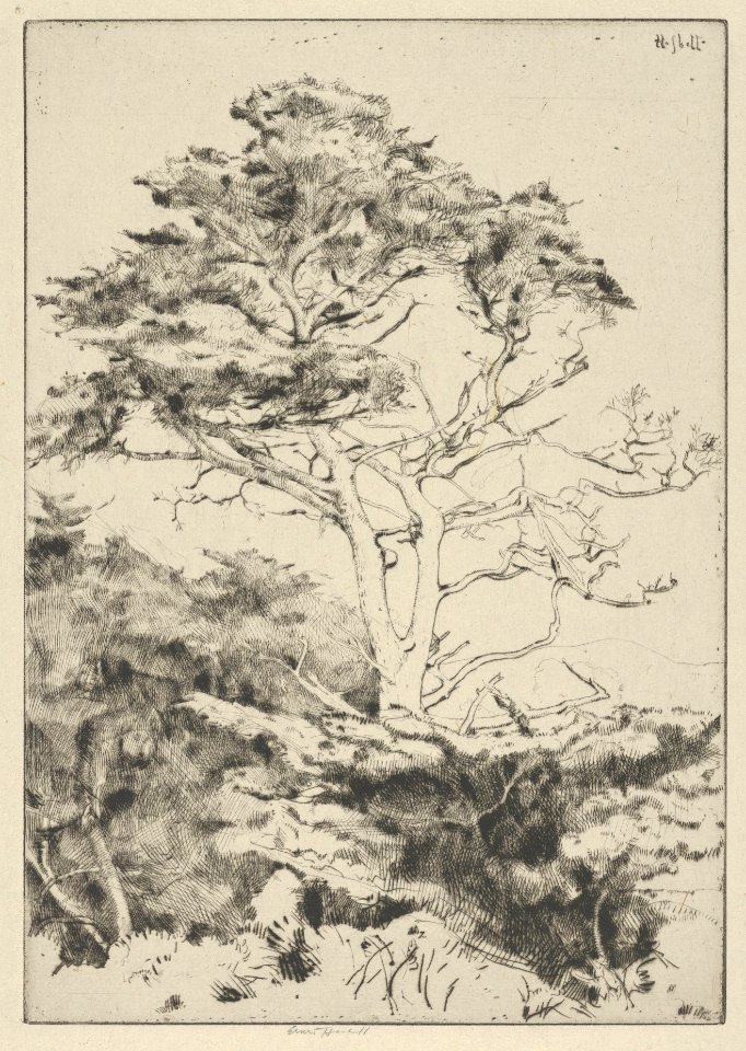 Point Lobos Cypress MET DP846888
