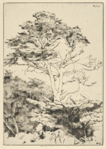 Point Lobos Cypress MET DP846888