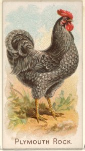 Plymouth Rock, from the Prize and Game Chickens series (N20) for Allen & Ginter Cigarettes MET DP835081