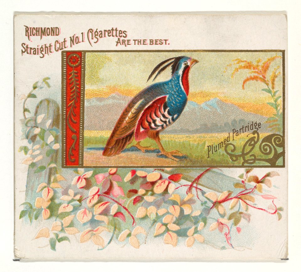 Plumed Partridge, from the Game Birds series (N40) for Allen & Ginter Cigarettes MET DP839174