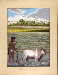 Plower in Pulla Caste, from Indian Trades and Castes MET DP807530