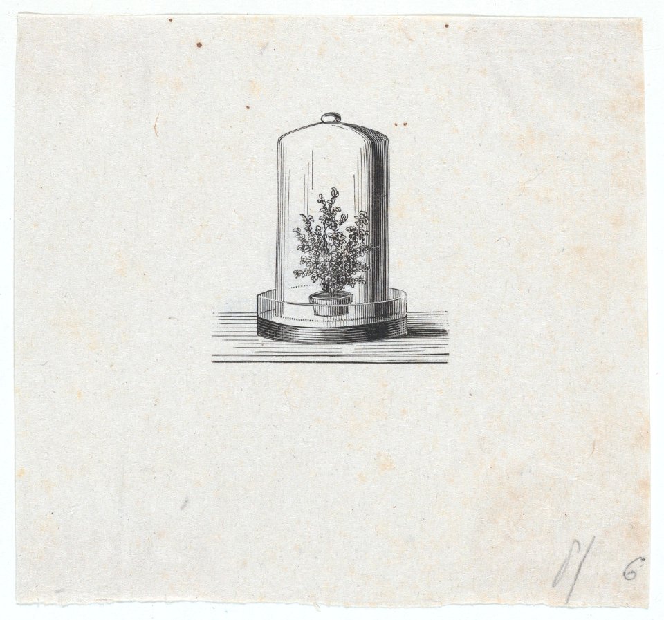 Plant within a terrarium MET DP875316