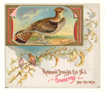 Pheasant, from the Game Birds series (N40) for Allen & Ginter Cigarettes MET DP839172