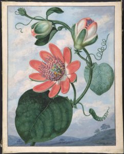 Passion Flower MET DP807539