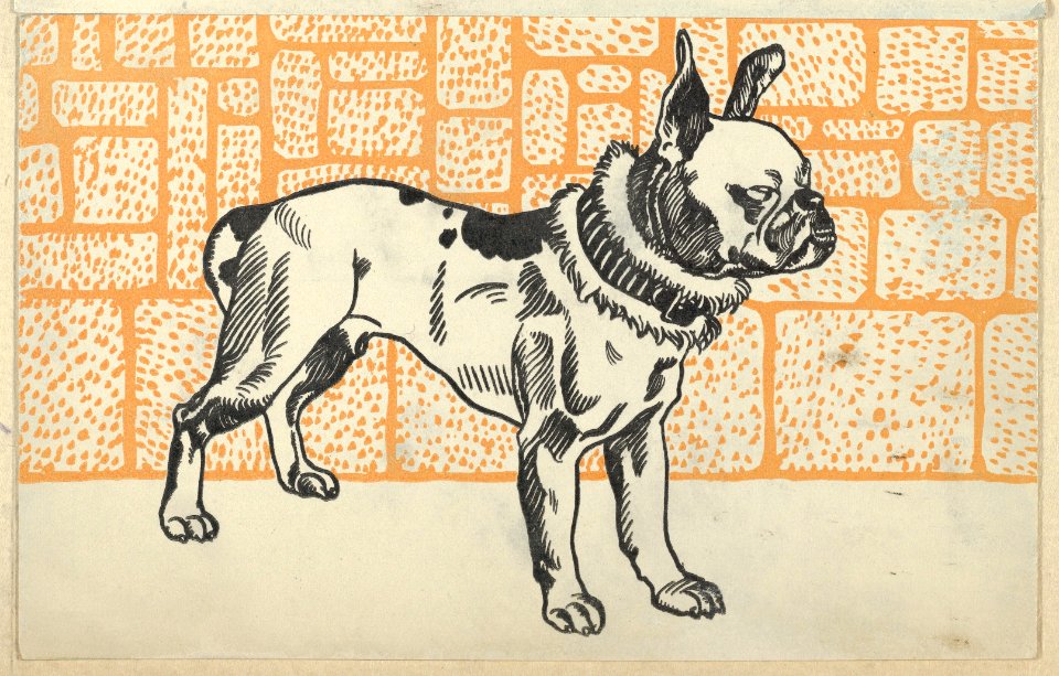 Pitbull Terrier MET DP847755