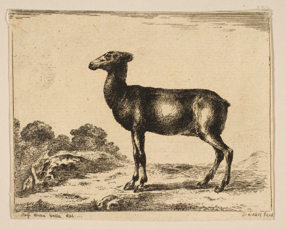 Plate 15- doe, from 'Various animals' (Diversi animali) MET DP817867