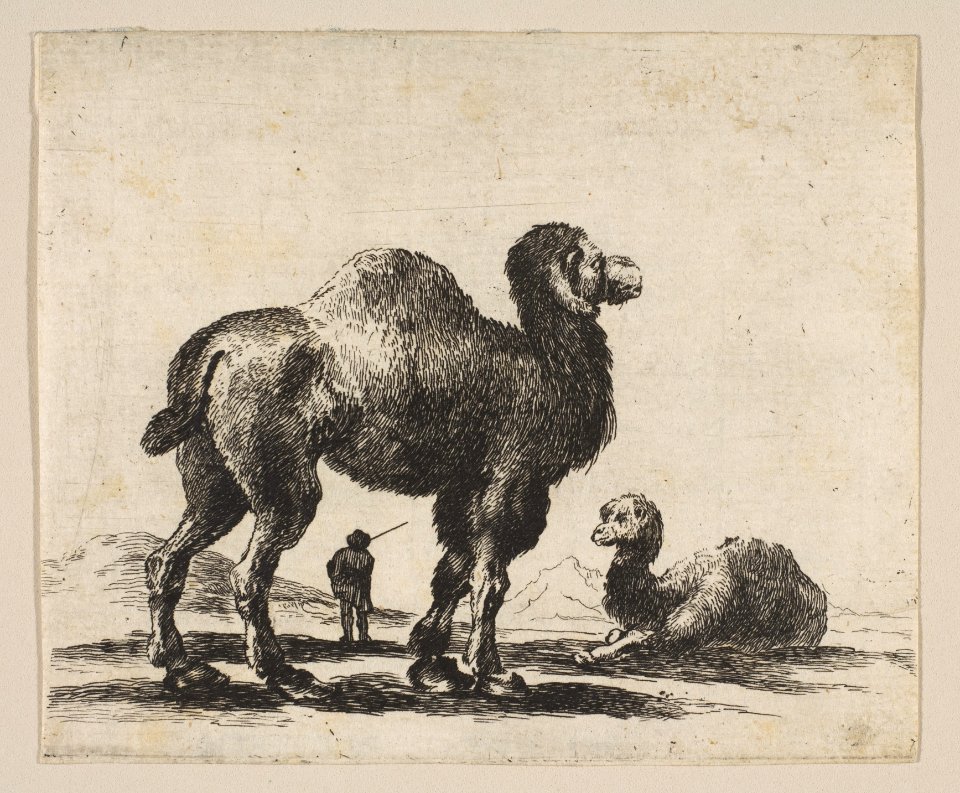 Plate 17- camels, from 'Various animals' (Diversi animali) MET DP817862