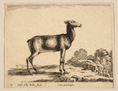 Plate 15- doe, from 'Various animals' (Diversi animali) MET DP817866