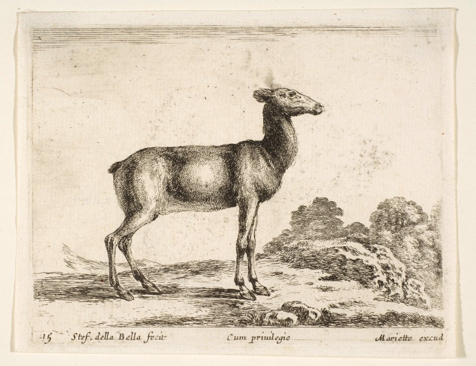 Plate 15- doe, from 'Various animals' (Diversi animali) MET DP817750