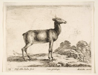 Plate 15- doe, from 'Various animals' (Diversi animali) MET DP817750