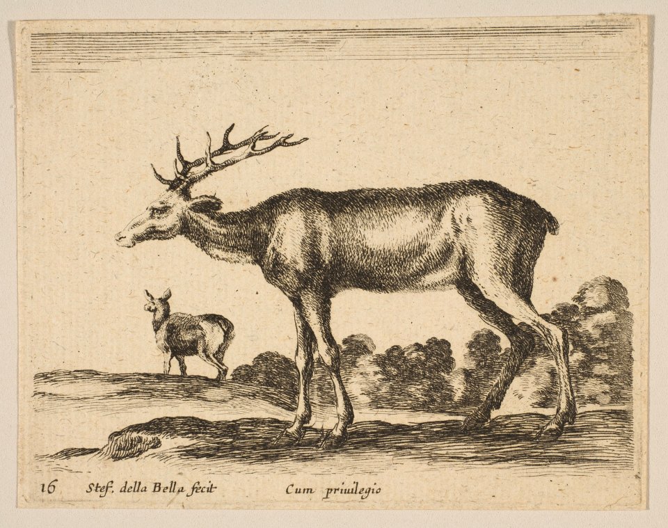 Plate 16- stag, from 'Various animals' (Diversi animali) MET DP817861