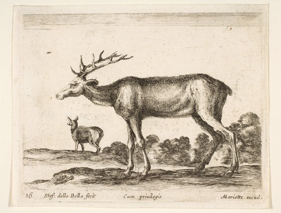 Plate 16- stag, from 'Various animals' (Diversi animali) MET DP817751