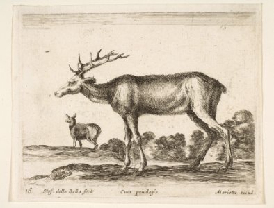 Plate 16- stag, from 'Various animals' (Diversi animali) MET DP817751