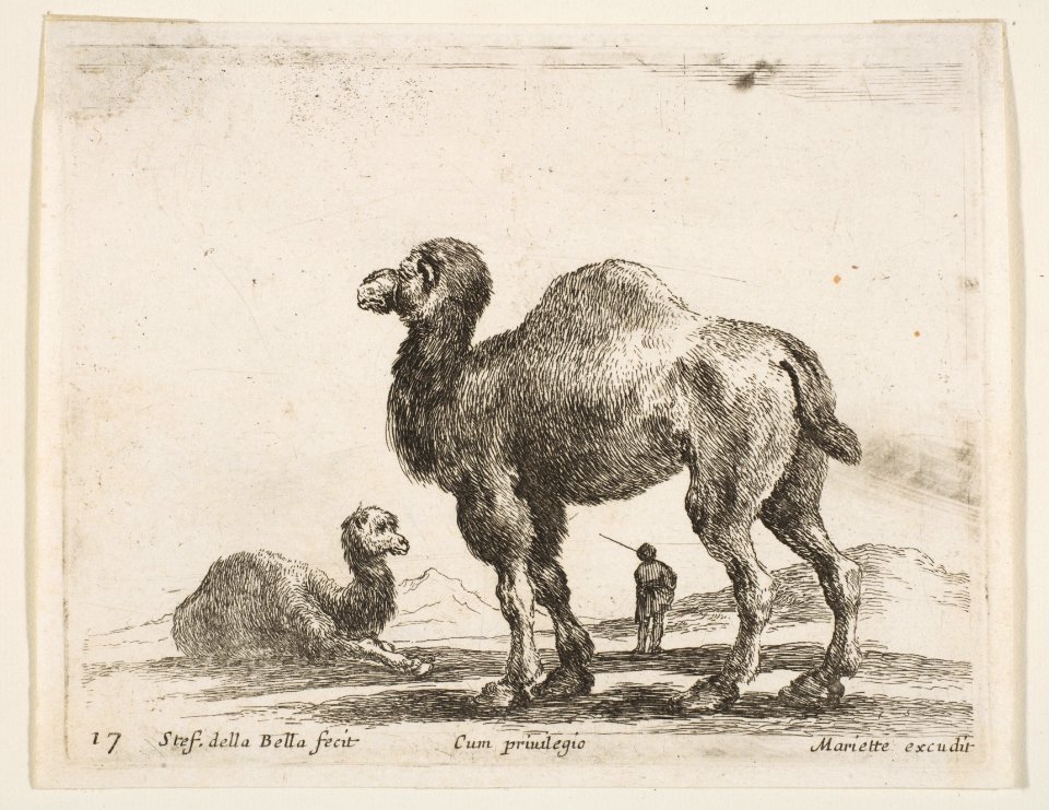 Plate 17- camels, from 'Various animals' (Diversi animali) MET DP817753