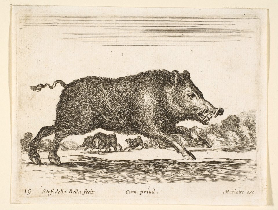 Plate 19- wild boar, from 'Various animals' (Diversi animali) MET DP817756