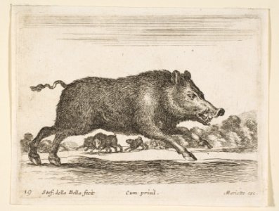 Plate 19- wild boar, from 'Various animals' (Diversi animali) MET DP817756