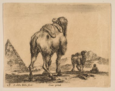 Plate 18- camel viewed from behind with pyramid at left, from 'Various animals' (Diversi animali) MET DP817873