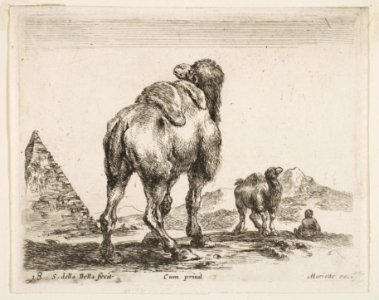 Plate 18- camel viewed from behind with pyramid at left, from 'Various animals' (Diversi animali) MET DP817754