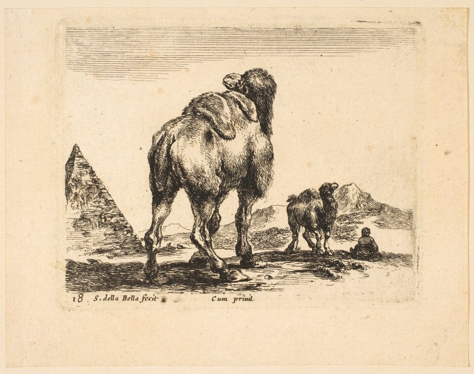 Plate 18- camel viewed from behind with pyramid at left, from 'Various animals' (Diversi animali) MET DP817874