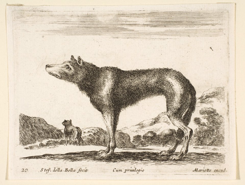 Plate 20- wolf, from 'Various animals' (Diversi animali) MET DP817762