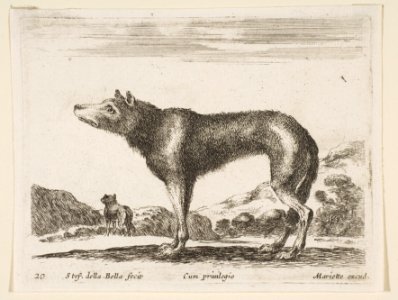 Plate 20- wolf, from 'Various animals' (Diversi animali) MET DP817762