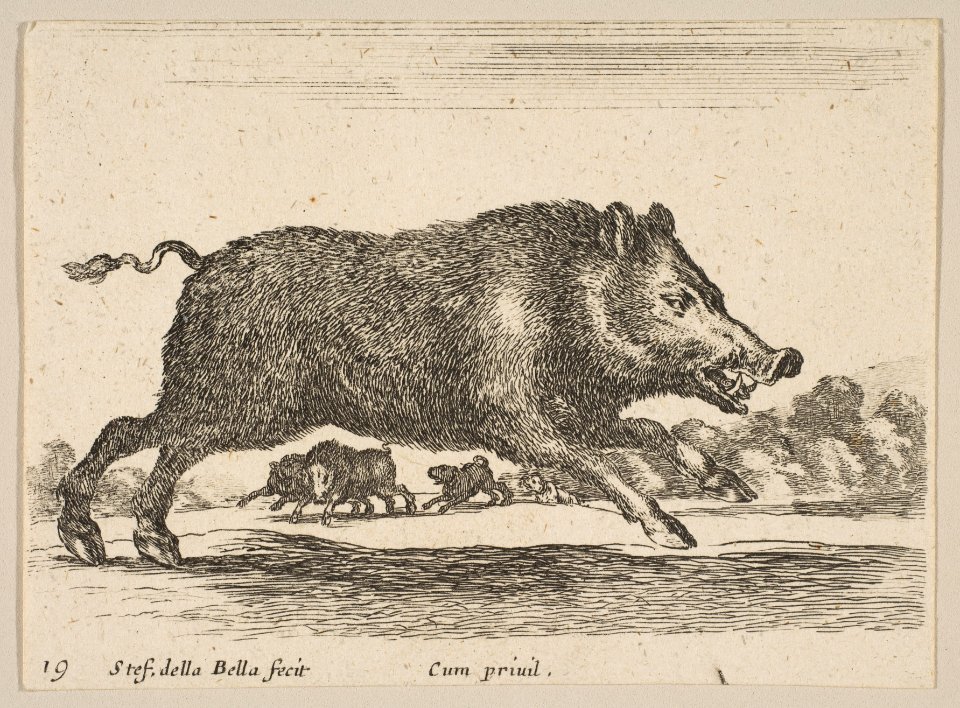 Plate 19- wild boar, from 'Various animals' (Diversi animali) MET DP817854