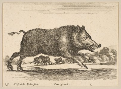 Plate 19- wild boar, from 'Various animals' (Diversi animali) MET DP817854