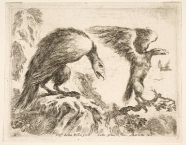 Plate 2- eagle and eaglet, from 'Various animals' (Diversi animali) MET DP817738