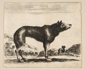 Plate 20- wolf, from 'Various animals' (Diversi animali) MET DP817868