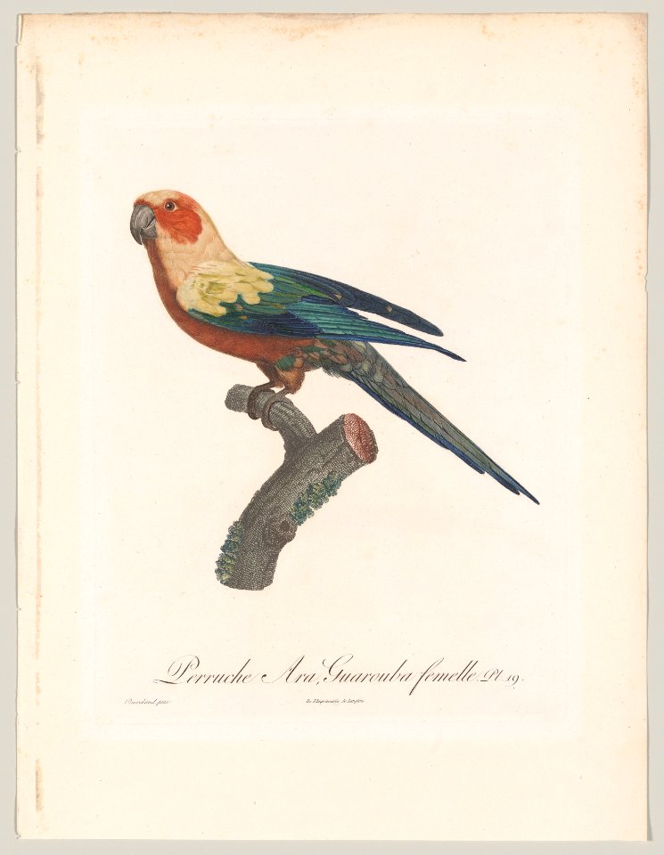 Plate 19; from "Histoire naturelle des perroquets" Met DP-18598-001