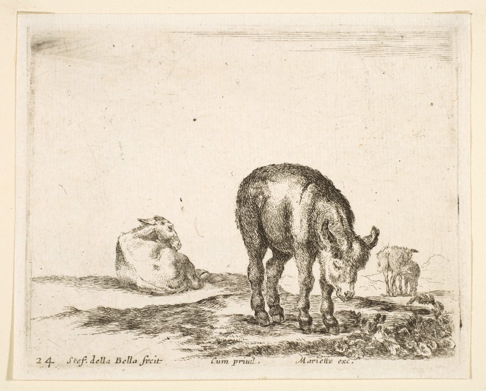 Plate 24- donkeys, from 'Various animals' (Diversi animali) MET DP817760