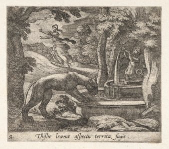 Plate 31- Thisbe Running from the Lionness at the Well (Thisbe leaenae spectu territa fugit), from Ovid's 'Metamorphoses' MET DP864260